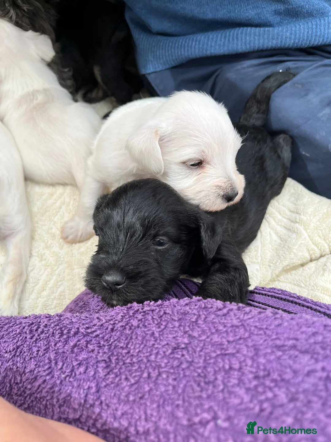 Miniature Schnauzer dogs for sale: Pedigree Miniature Schnauzer Pups in Newport Pagnell - Advert 22