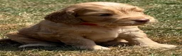Cockapoo dogs for sale: STUNNING F1 COCKAPOOS  - Advert 14