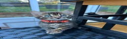 Bengal cats for sale: ❤️ Gorgeous Pure Bengal Babies! ❤️ - Advert 15