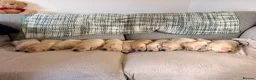 Golden Retriever dogs for sale: Golden Retriever Puppies in Carmarthen - Advert 3