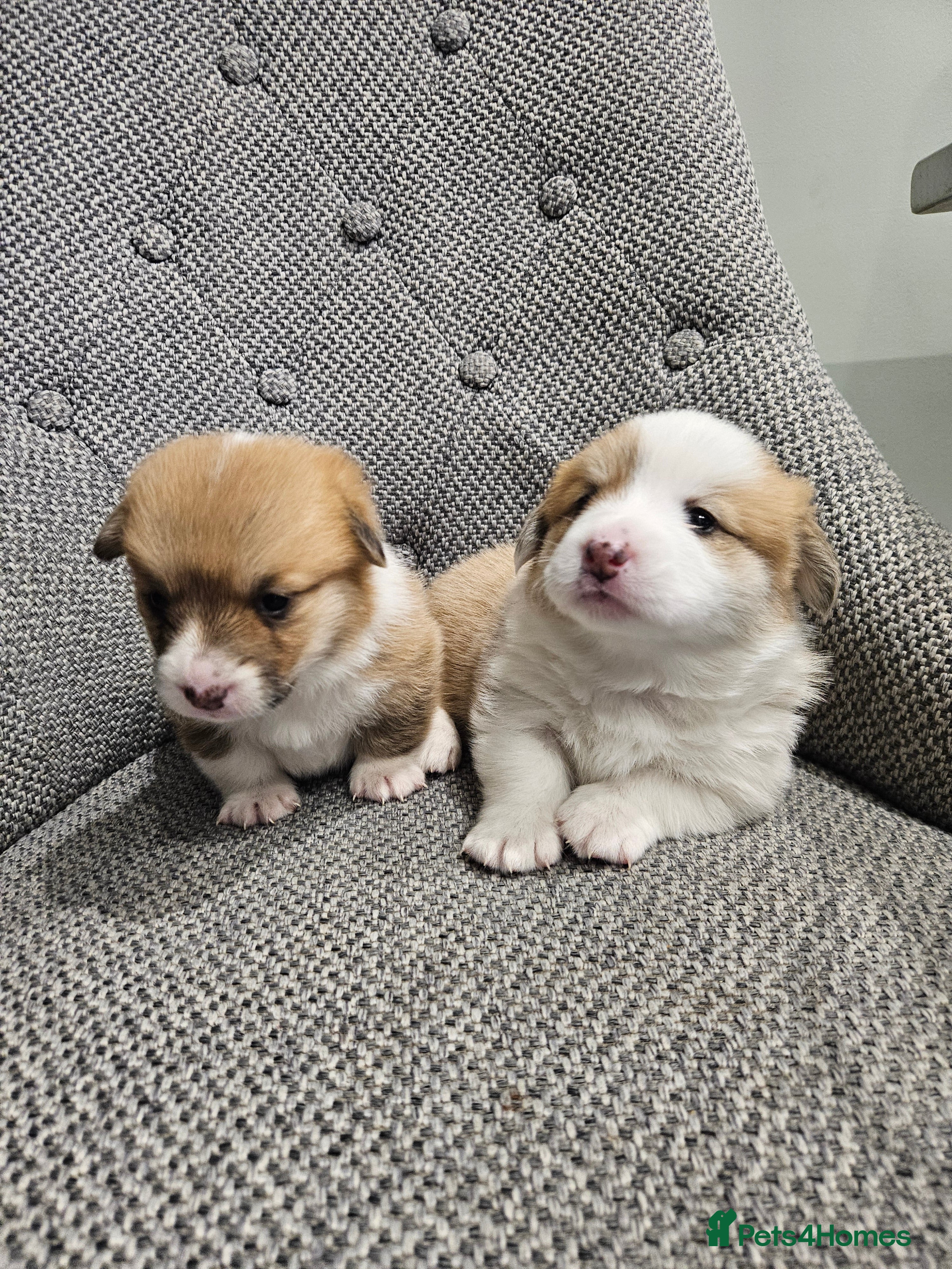 Welsh Corgi Pembroke dogs welsh Pembroke puppies  - Advert 1