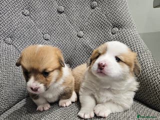 Welsh Corgi Pembroke dogs welsh Pembroke puppies - Advert 8