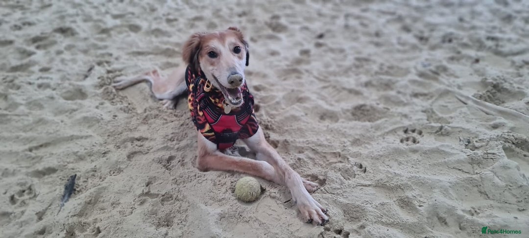 Saluki dogs for adoption: Falkor - Advert 3