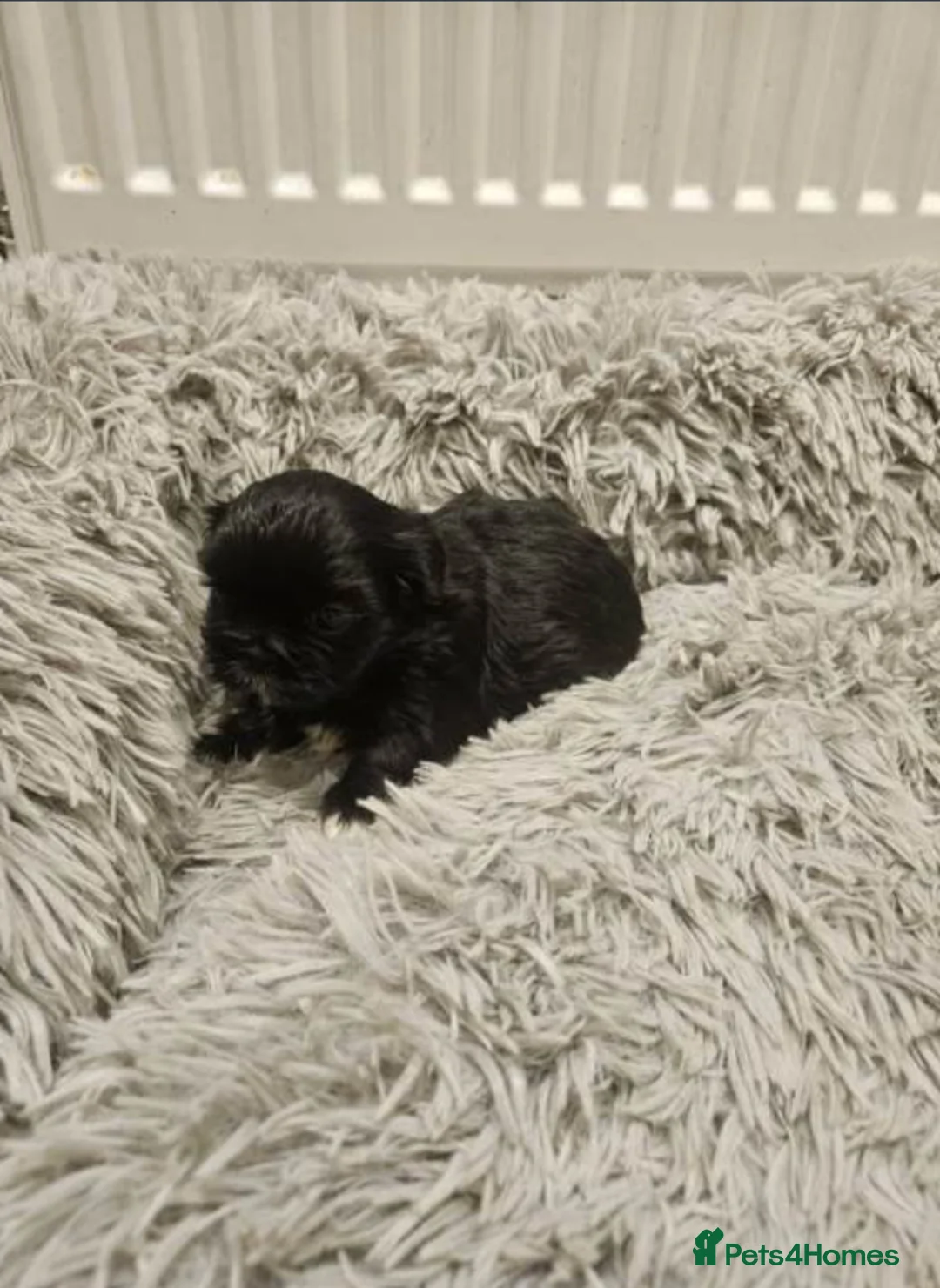 Shih Tzu dogs for sale: Stunning Shih Tzu Puppies – Ready Soon  - Advert 8