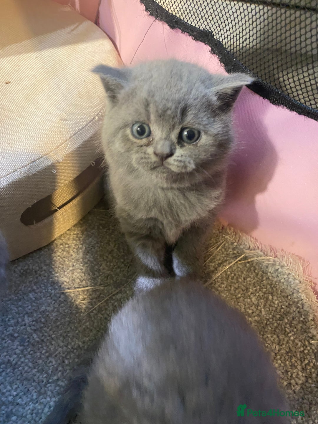 British Shorthair cats for sale: Stunning British short hair GCCF/TICA - Advert 10