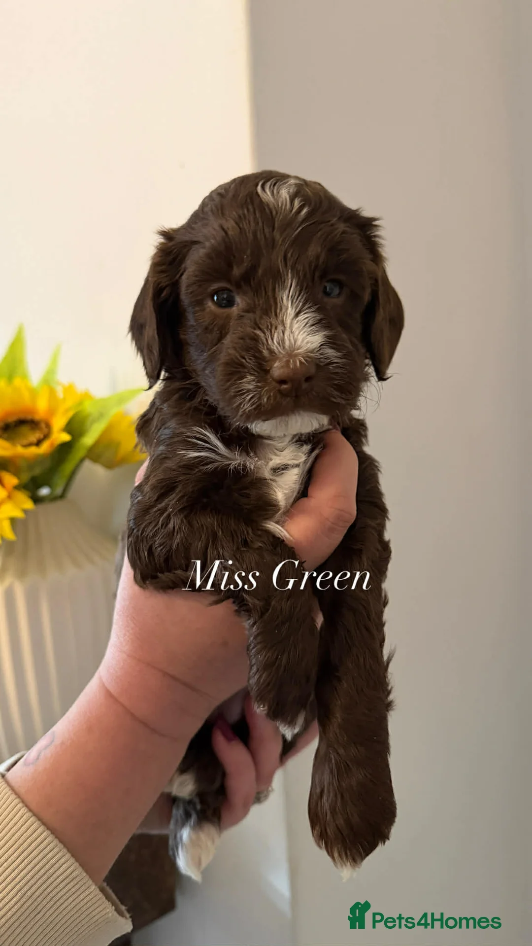 Cockapoo dogs for sale: Third gen cockapoo puppies - Advert 2