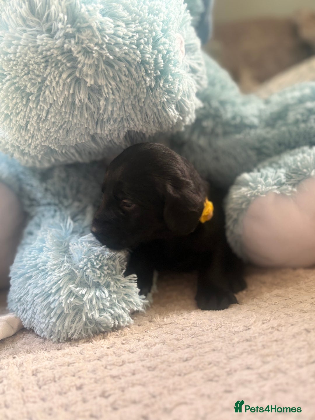 Cockerdor dogs for sale: 🐶Cockerdor Puppies 🐶 - Image 6