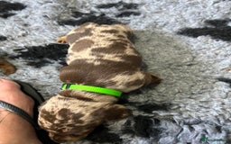 Miniature Dachshund dogs for sale: Chocolate Tan/dapple Miniature Dachsund - Image 20