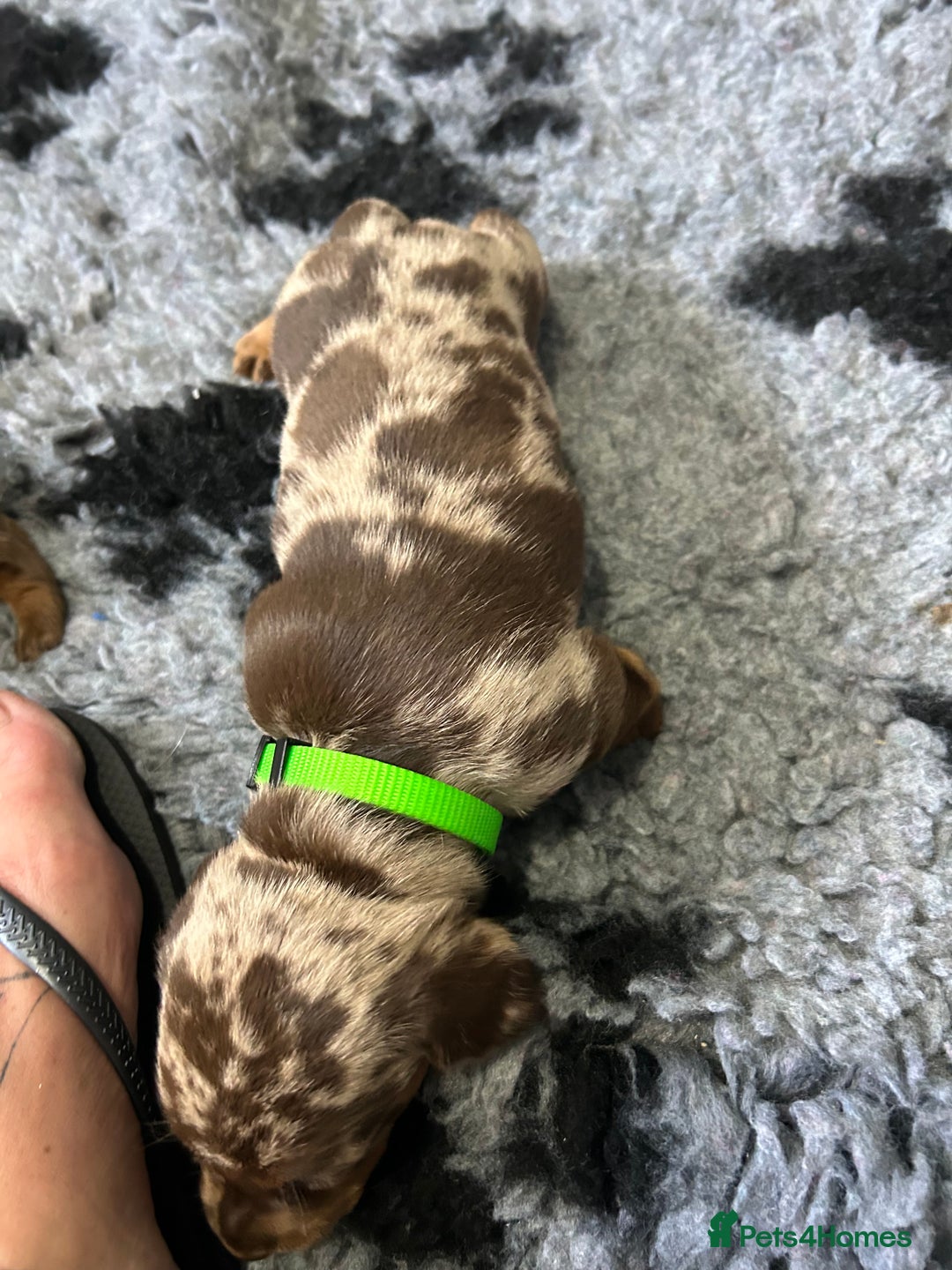Miniature Dachshund dogs for sale: Chocolate Tan/dapple Miniature Dachsund - Image 20