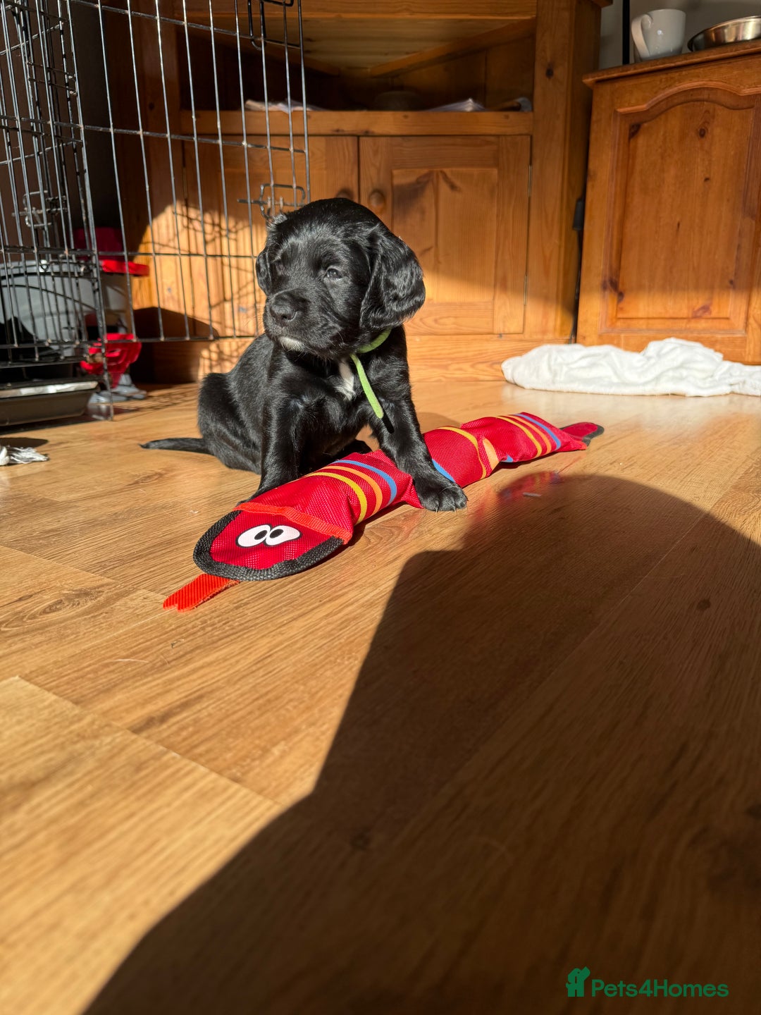 Mixed Breed dogs for sale: One off litter of Spangold Retrievers  - Advert 5