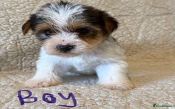 Biewer Terrier dogs for sale: Biewer terrier - Image 3