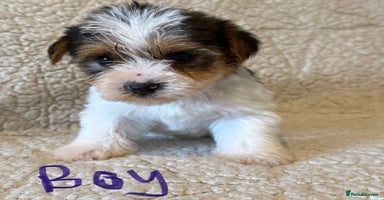 Biewer Terrier dogs - Advert 3