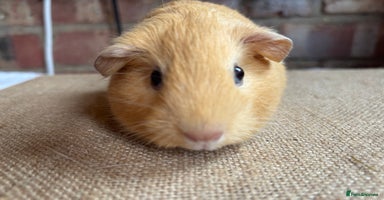 Guinea Pig rodents - Advert 10
