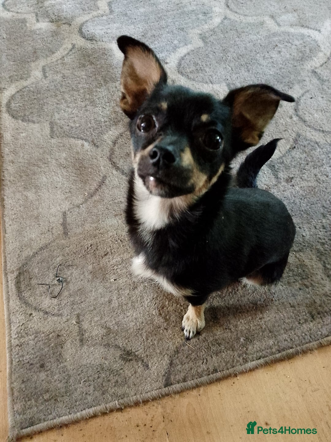 Chihuahua dogs for sale:  Chihuahua puppies can be seen with mum and dad  - Advert 21