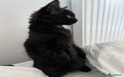 British Longhair cats for sale: Longhair Kitten 🐈‍⬛ 🖤!!(REDUCED BY £100) - Image 3
