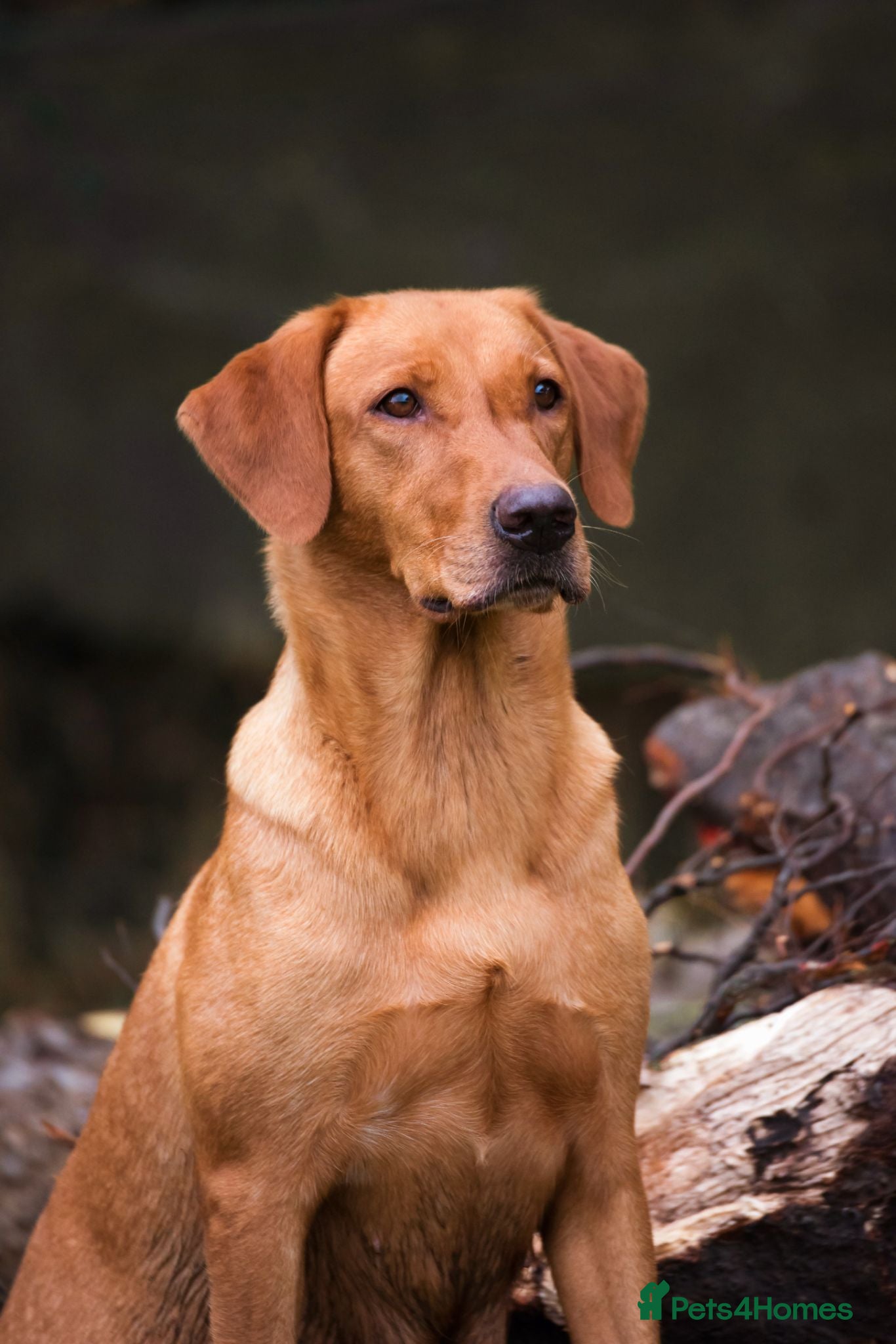 Labrador Retriever dogs FOX RED LABRADOR PUPS  - Advert 2