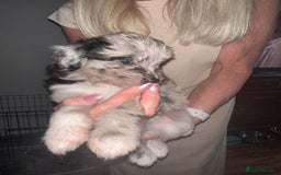 Mixed Breed dogs for sale: Blue Merle boarder collie crossed with a maltese - Image 7
