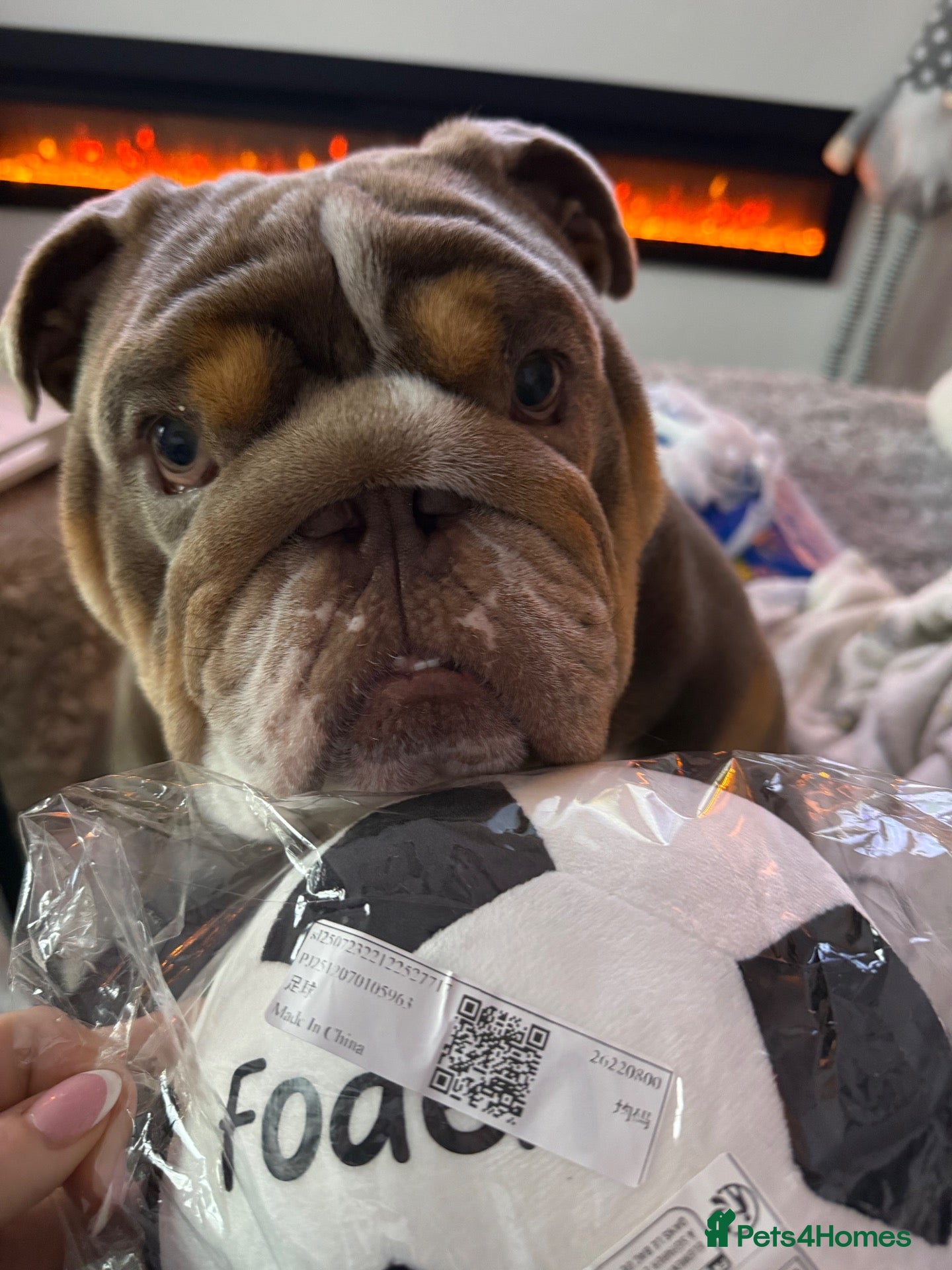 English Bulldog dogs English bulldog - Advert 4