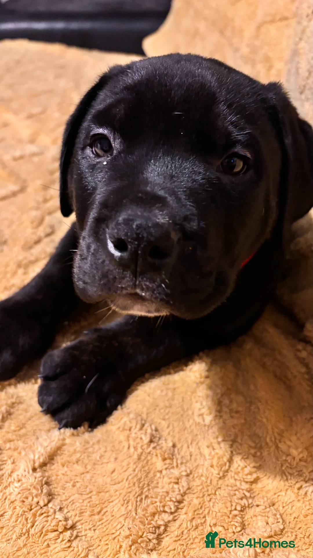 Mixed Breed dogs for sale: Rottweiler cross mixed breed - Advert 6