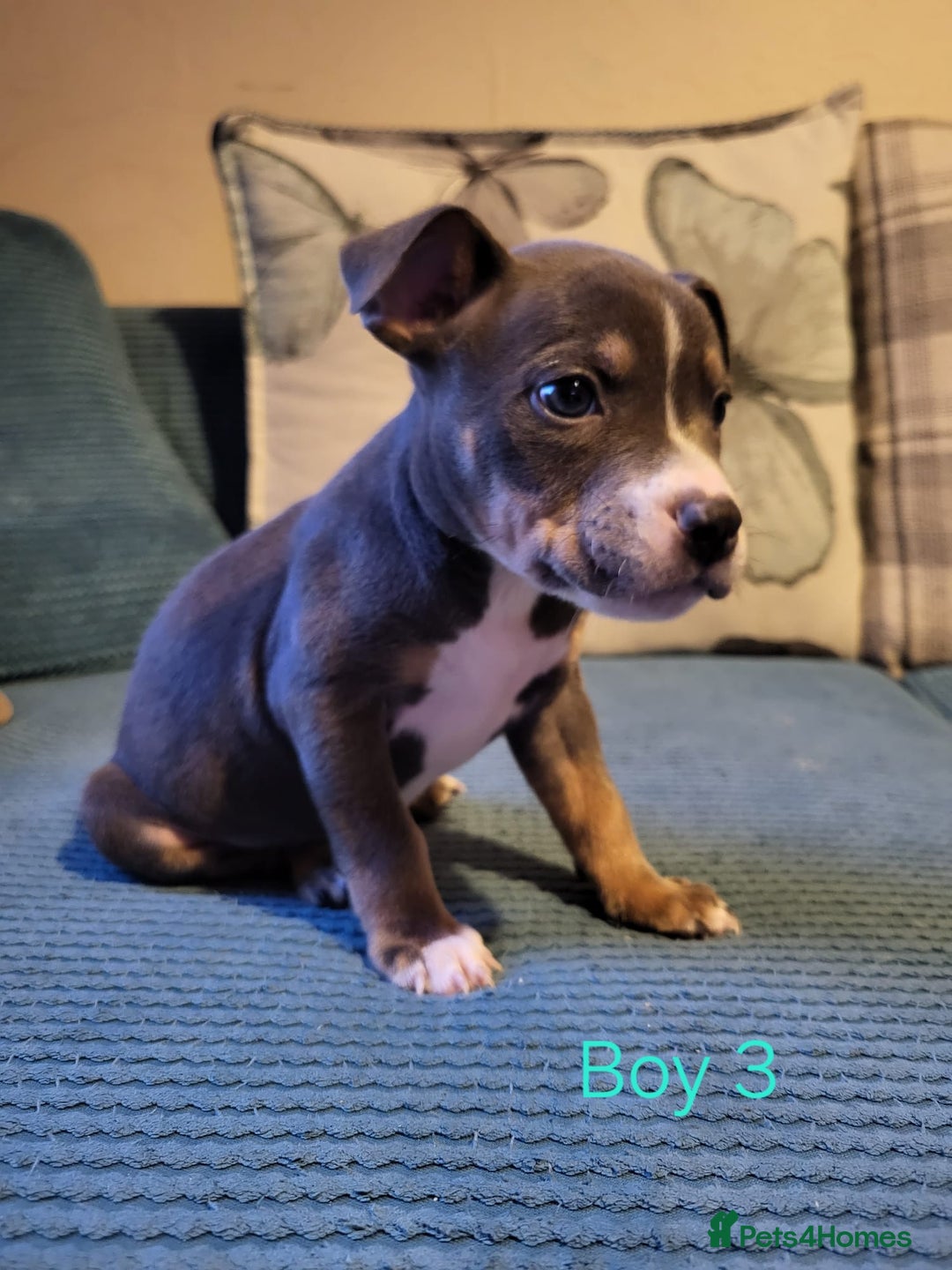 Mixed Breed dogs for sale: Staffordshire Bull Terrier Puppies-Female and Male in Bridgwater - Image 9