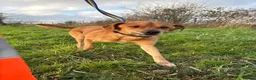 Mixed Breed dogs for adoption: Fry - Norwich Norfolk  - Advert 8