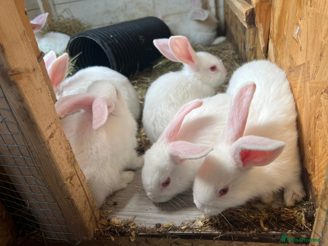New Zealand rabbits for sale: Pure white New Zealand  - Image 7