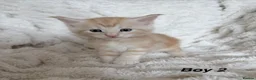 Maine Coon cats for sale: Maine coon kittens ready to reserve  - Advert 28