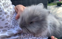 Lionhead rabbits for sale: 7 Beautiful double mane Lionhead Bunnies  - Image 18