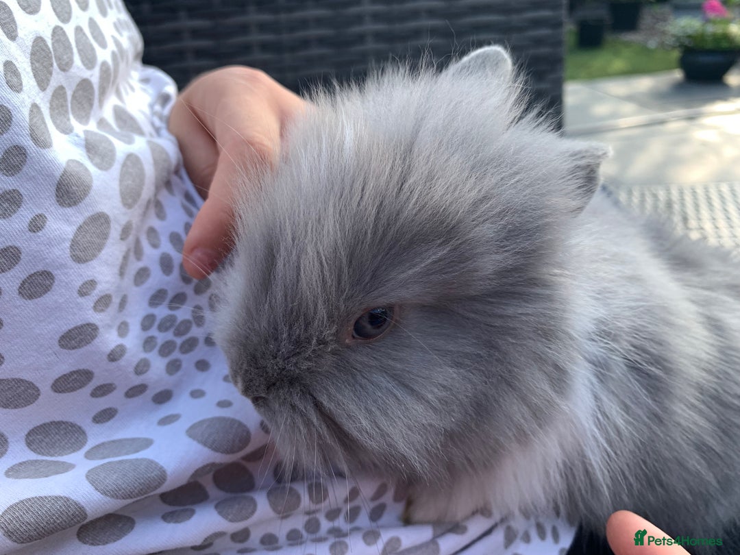Lionhead rabbits for sale: 7 Beautiful double mane Lionhead Bunnies  - Image 18
