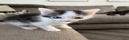 Mixed Breed cats for sale:  half ragdoll kittens for sale 2 male  in Glasgow - Advert 9