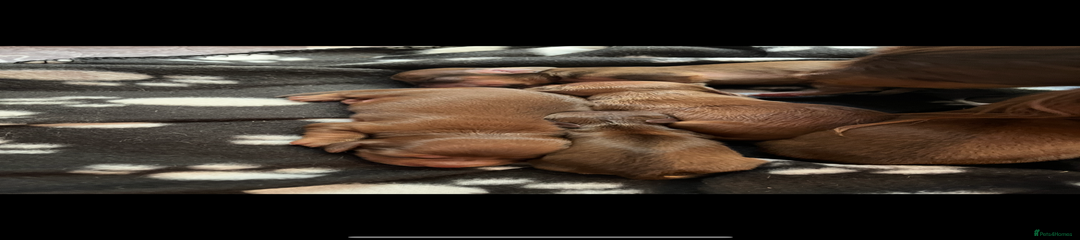 Miniature Dachshund Puppy 4