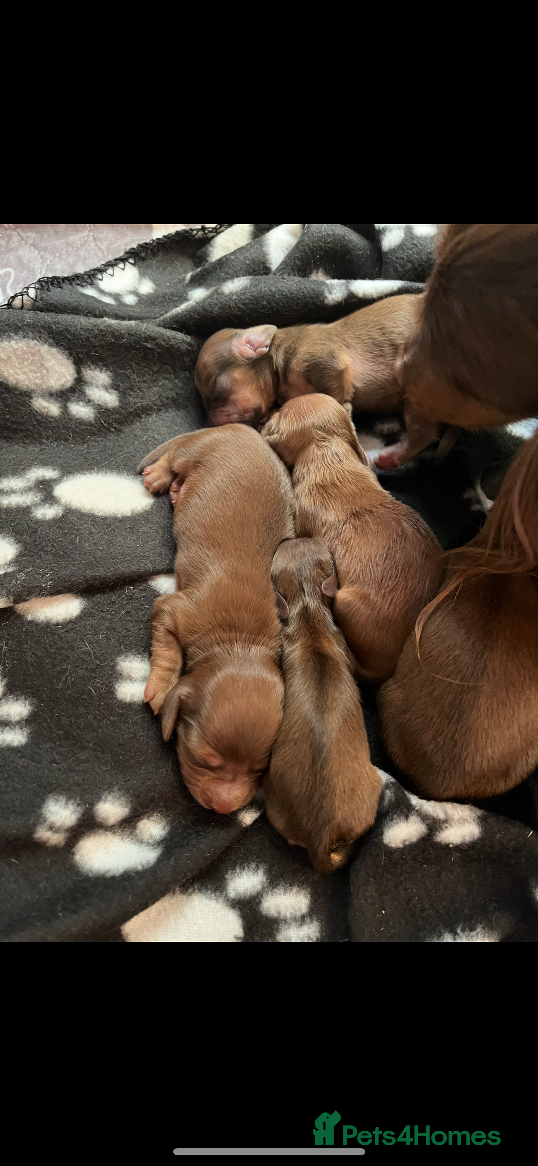Miniature Dachshund dogs for sale: KC reg longhair haired miniature dachshunds  - Image 7