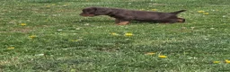 Cocker Spaniel dogs for sale: 🤎 (((READY NOW))) KC Working Cocker Spaniels 🤎 - Advert 28