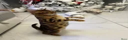 Bengal cats for sale:  STUNNING TICA REGISTERED BENGAL QUEEN NALA 🤎🐆 - Advert 2