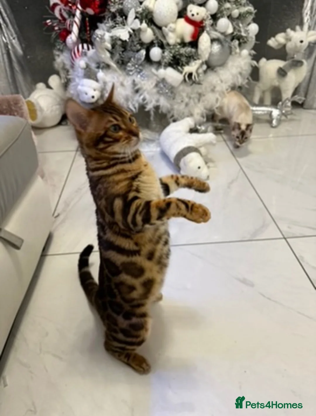 Bengal cats for sale:  STUNNING TICA REGISTERED BENGAL QUEEN NALA 🤎🐆 - Advert 2