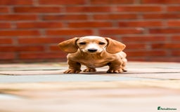 Miniature Dachshund dogs for sale: Miniature cream dachshund - Image 20