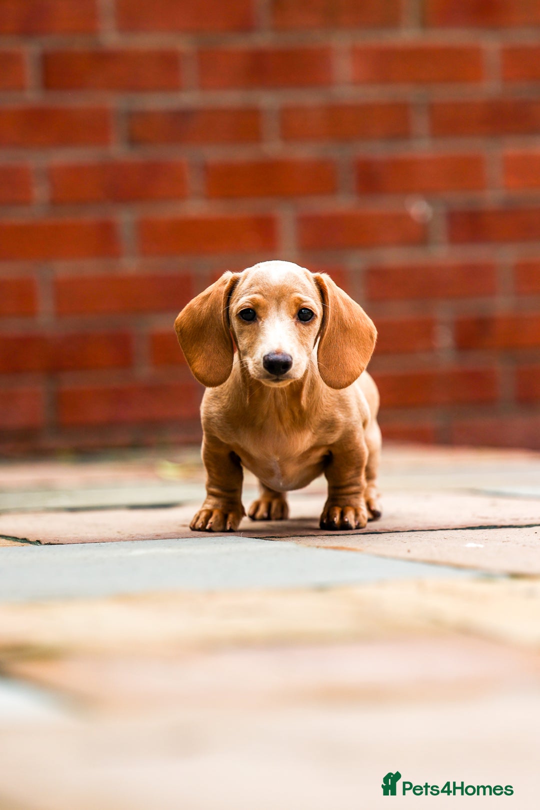 Miniature Dachshund dogs for sale: Miniature cream dachshund - Image 20