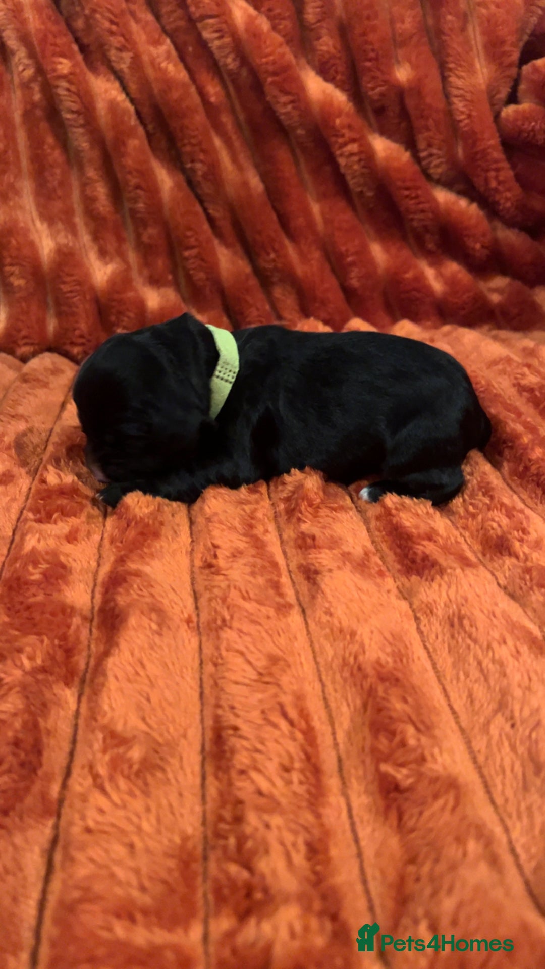 Cocker Spaniel dogs for sale: 4 Cocker spaniel puppy’s  - Advert 15