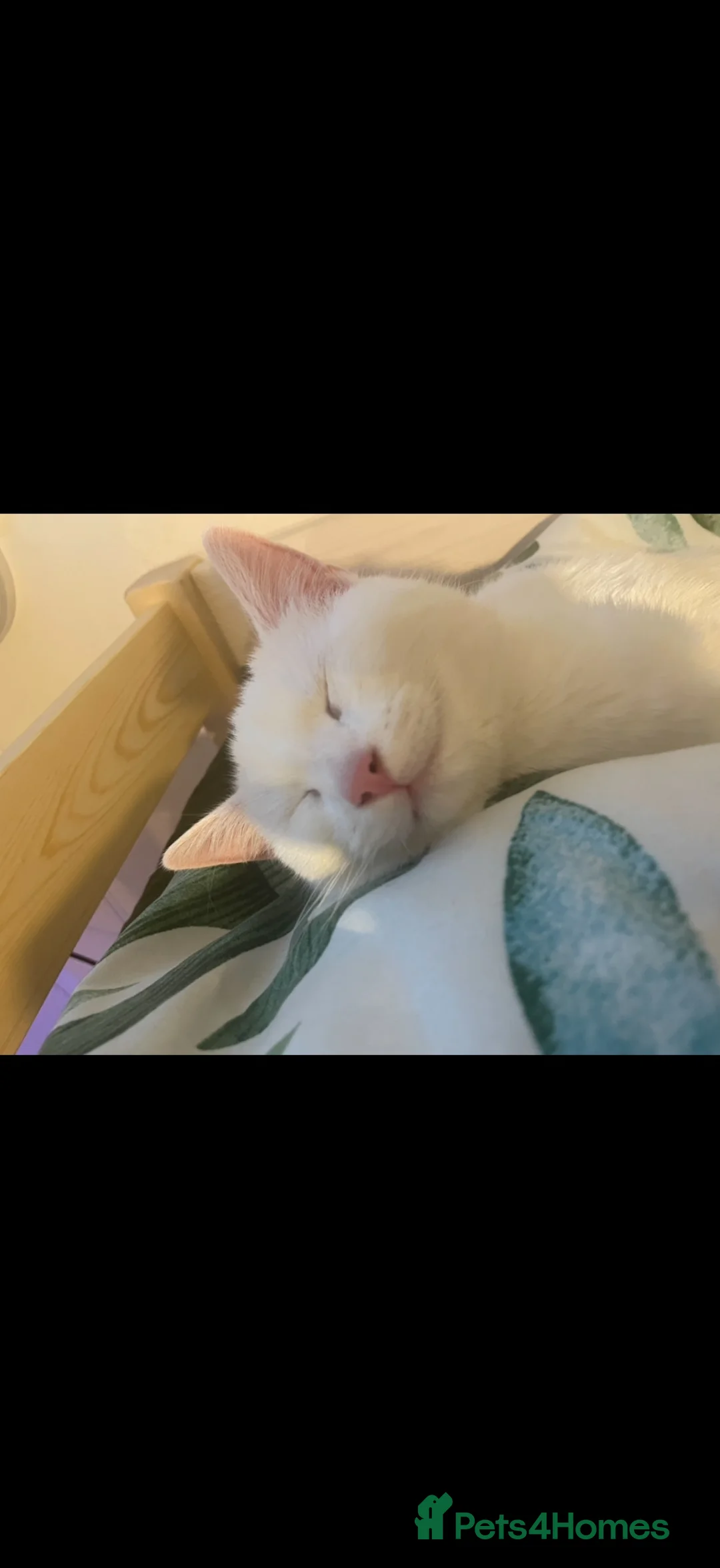 Mixed Breed cats for sale: White female cat - Advert 2