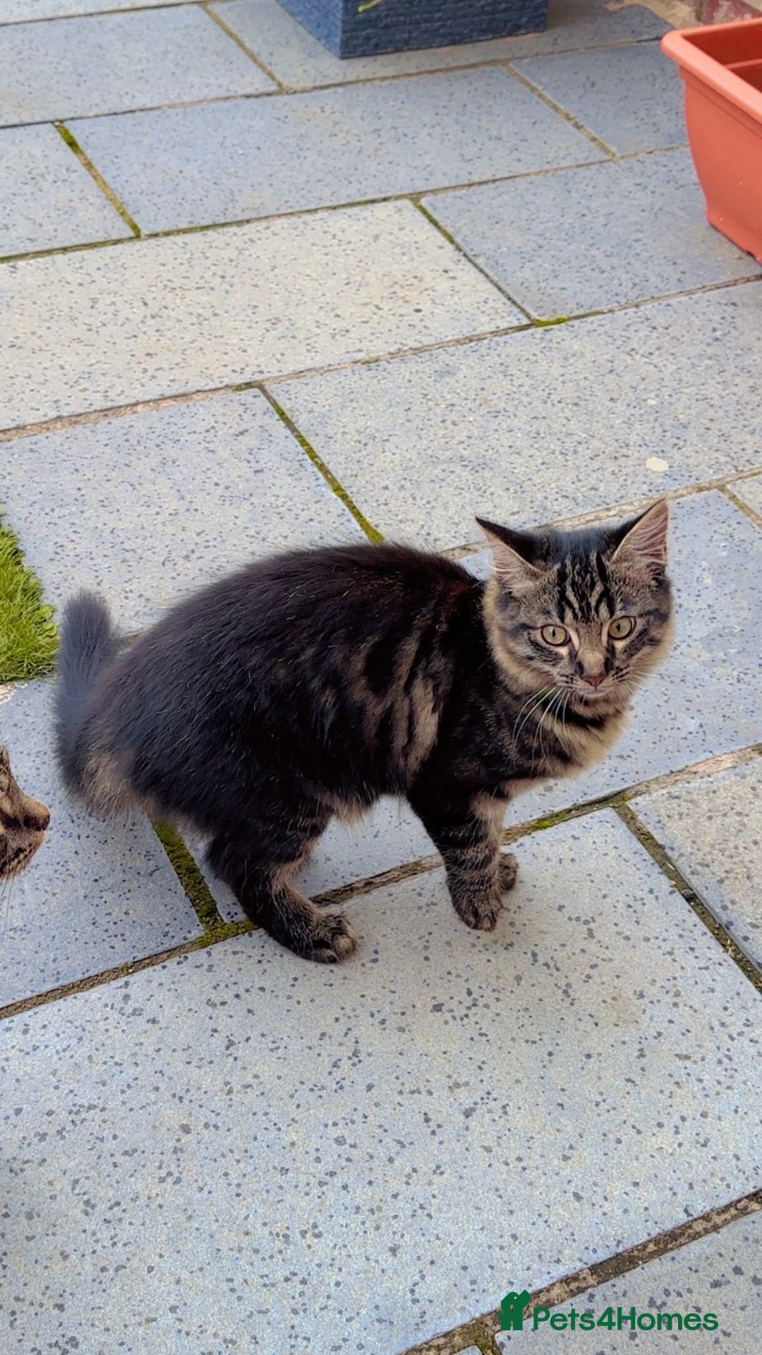 Mixed Breed cats for sale: 2x Female mixed breed kittens for sale  - Image 6