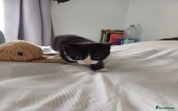 Mixed Breed cats for sale: Beautiful kittens - Image 6