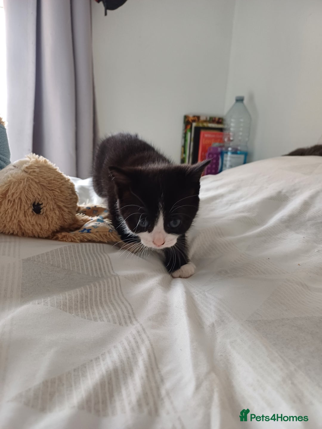 Mixed Breed cats for sale: Beautiful kittens - Image 6