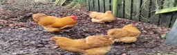 Chickens poultry for sale: Buff Orpington Hatching Eggs - Advert 1