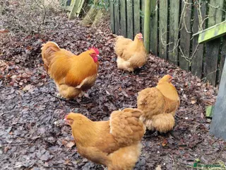 Chickens poultry Buff Orpington Hatching Eggs - Advert 1