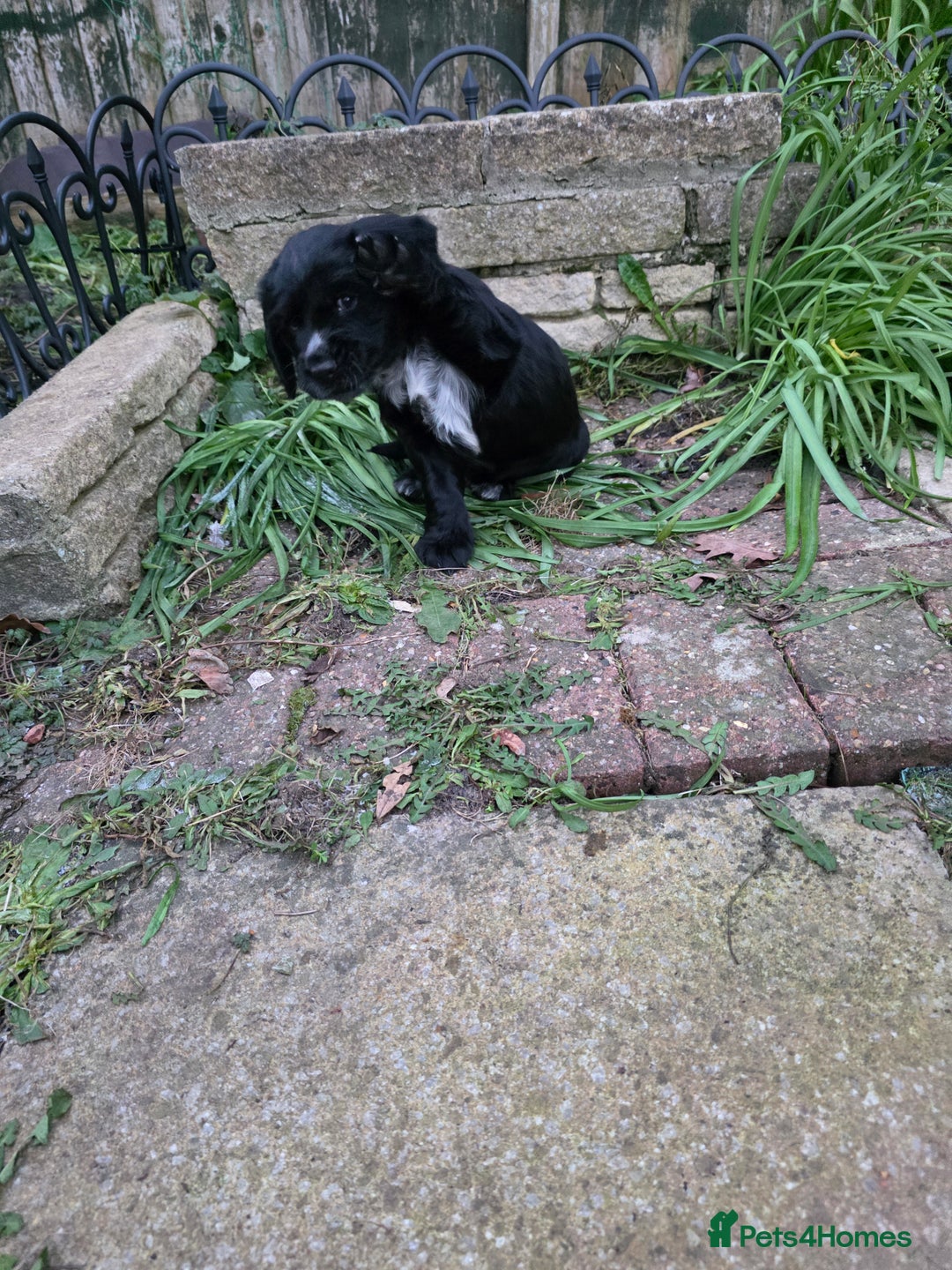 Cocker Spaniel dogs for sale: last puppy (girl) of the Working Cocker Spaniel - Advert 8