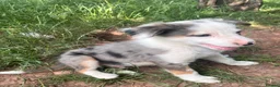 Mixed Breed dogs for sale: 4 beautiful collie pups  - Advert 11
