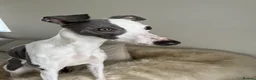 Whippet dogs for sale: Whippet in Swadlincote - Advert 4