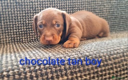 Miniature Dachshund dogs for sale: 💜MINIATURE DAPPLE AND CHOCOLATE Dachshunds Babys - Image 6