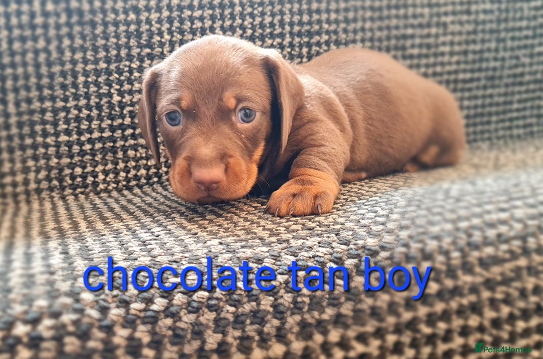 Miniature Dachshund dogs for sale: 💜MINIATURE DAPPLE AND CHOCOLATE Dachshunds Babys - Image 6