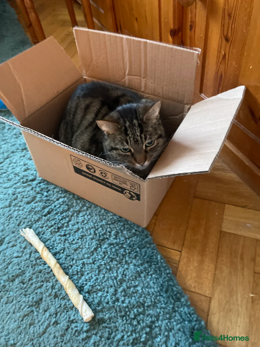 Mixed Breed cats for sale: Beautiful female tabby cat for sale  - Advert 2